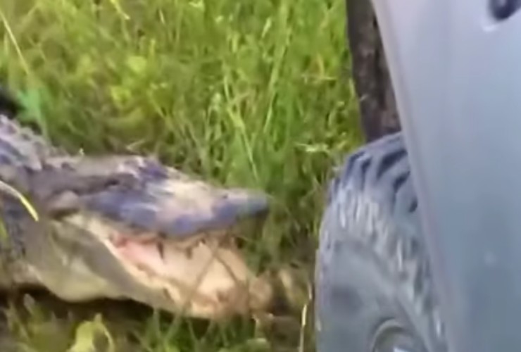 Coccodrillo attacca veemente un fuoristrada