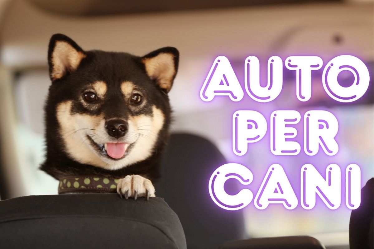 Fellschnute Camper cani cuccia novità