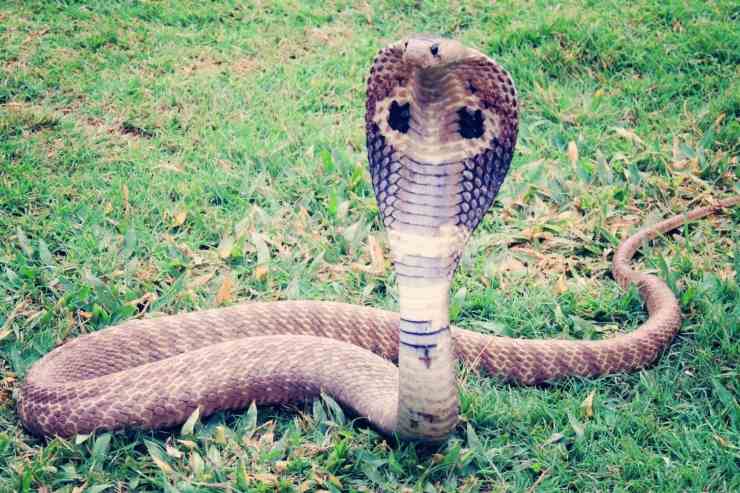 Serpente Treno Giappone stop problemi