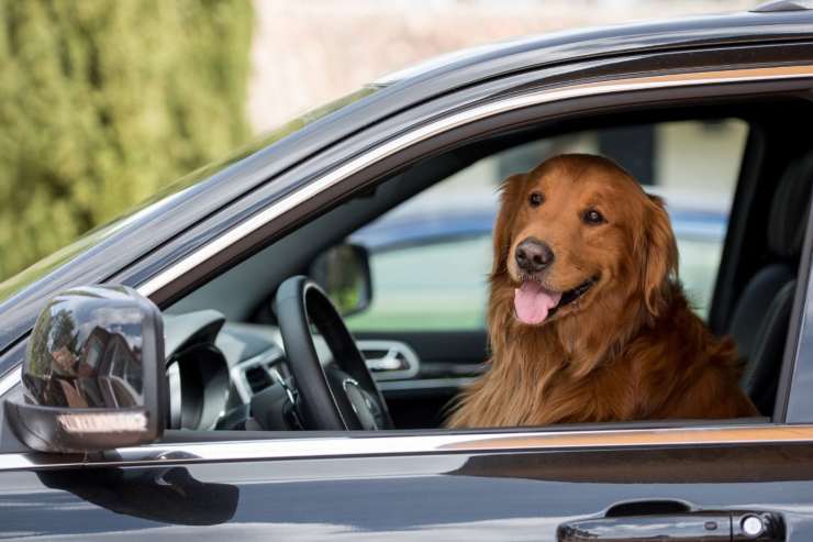 Cane auto trasporto multa sicurezza