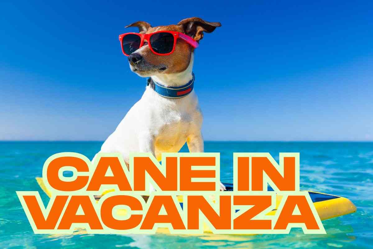 Cane vacanza novità aereo