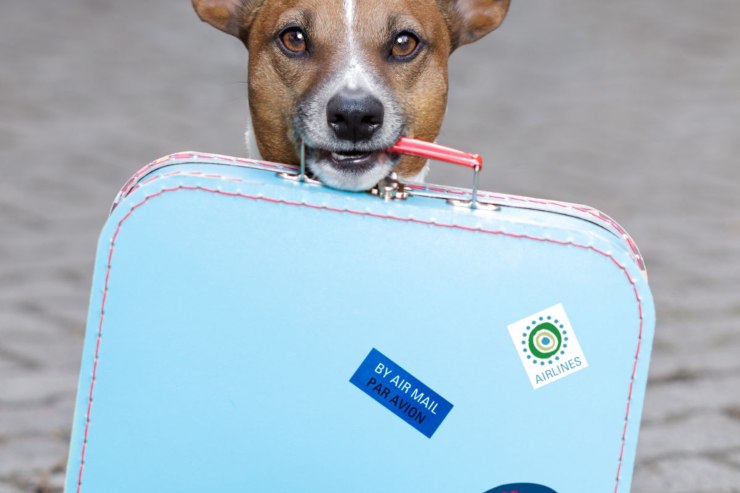 Cane vacanza novità aereo