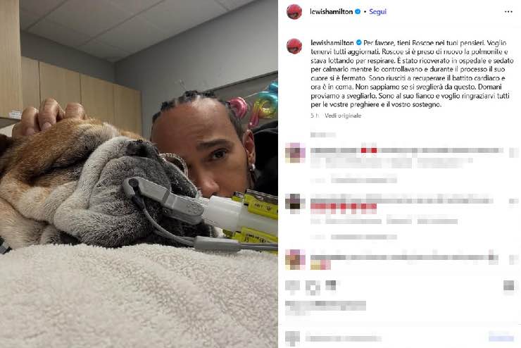 Lewis Hamilton cane Roscoe